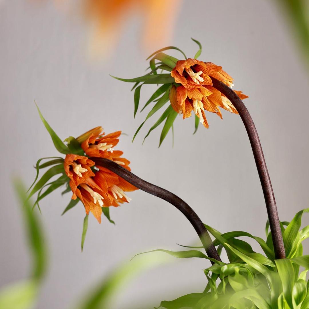 Фритиллярия