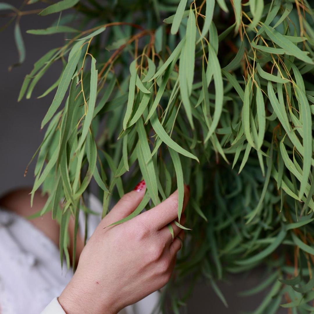 Ветки эвкалипта