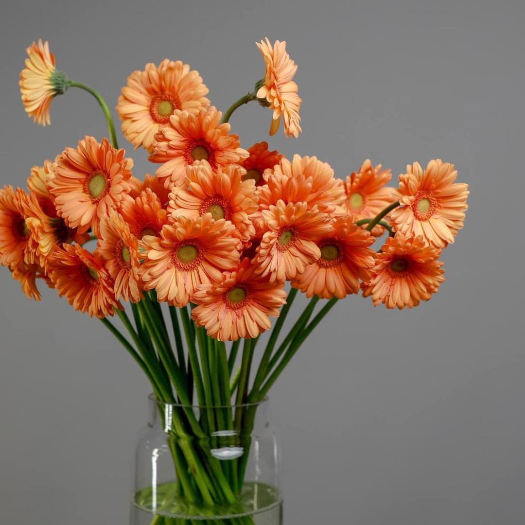 Гербера мини Orange