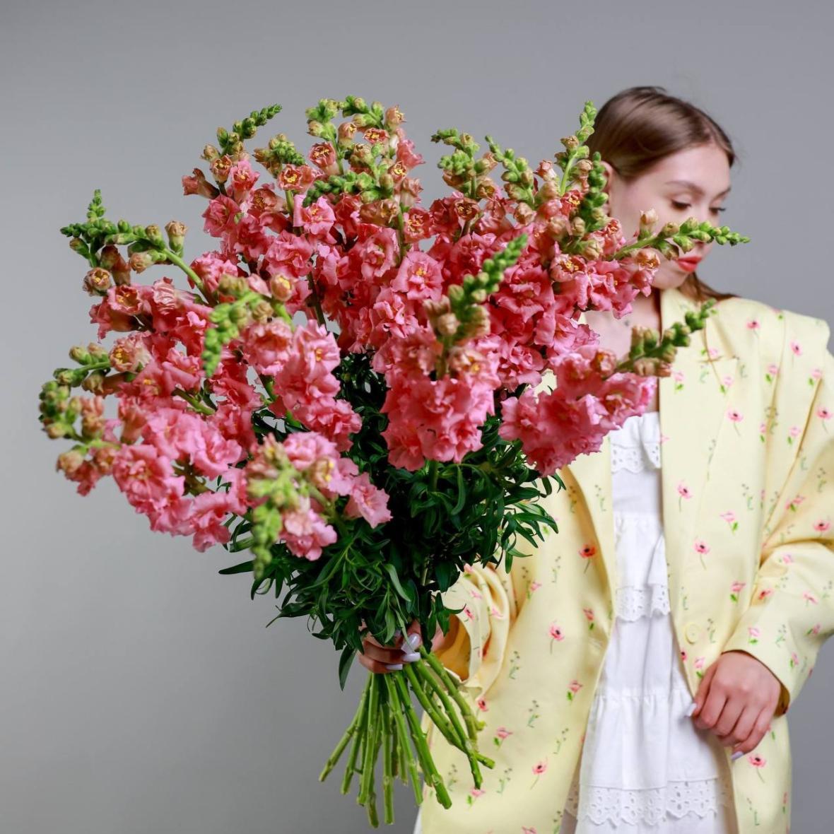 Антирринум розовый