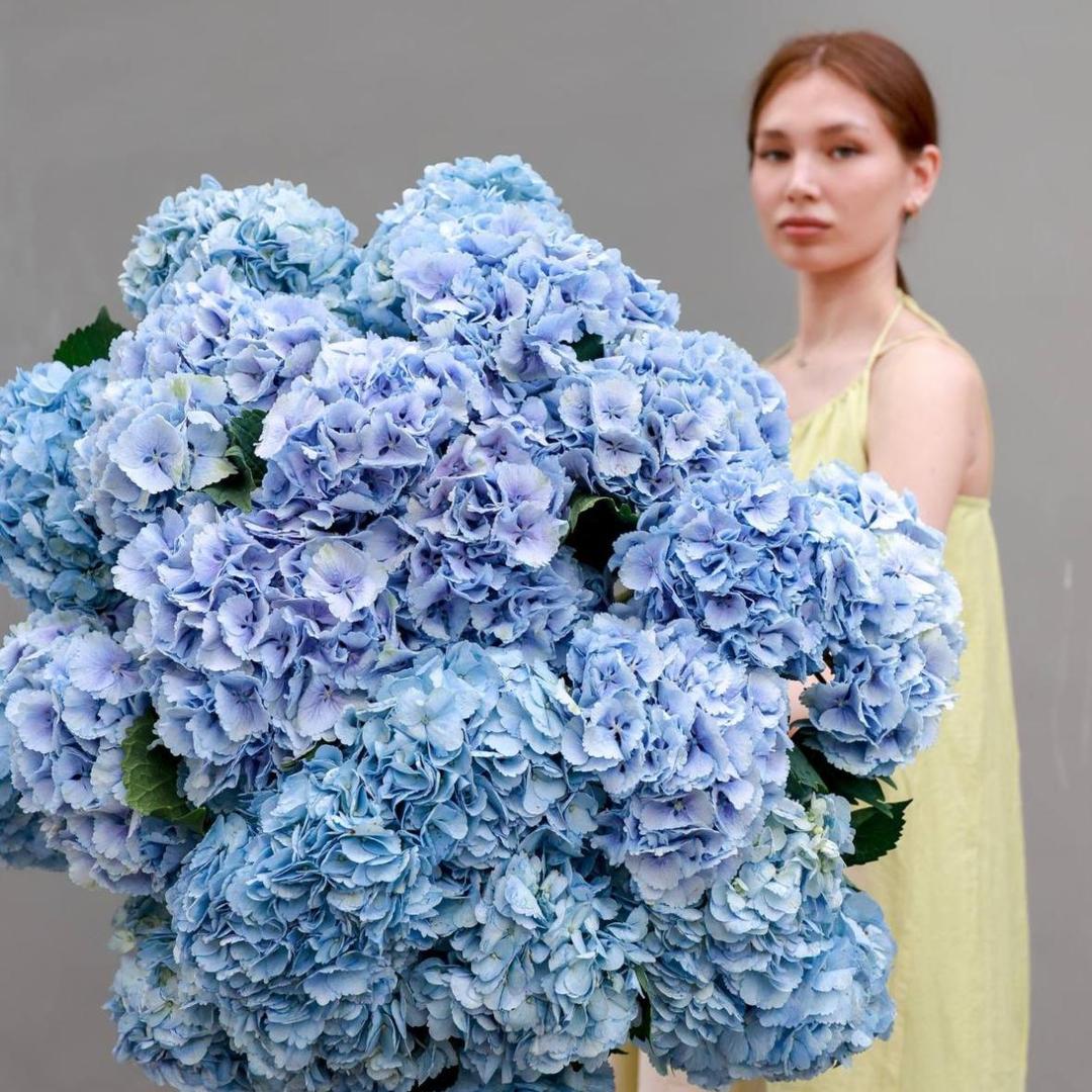 Гортензия Голландия (цена за 1 шт)