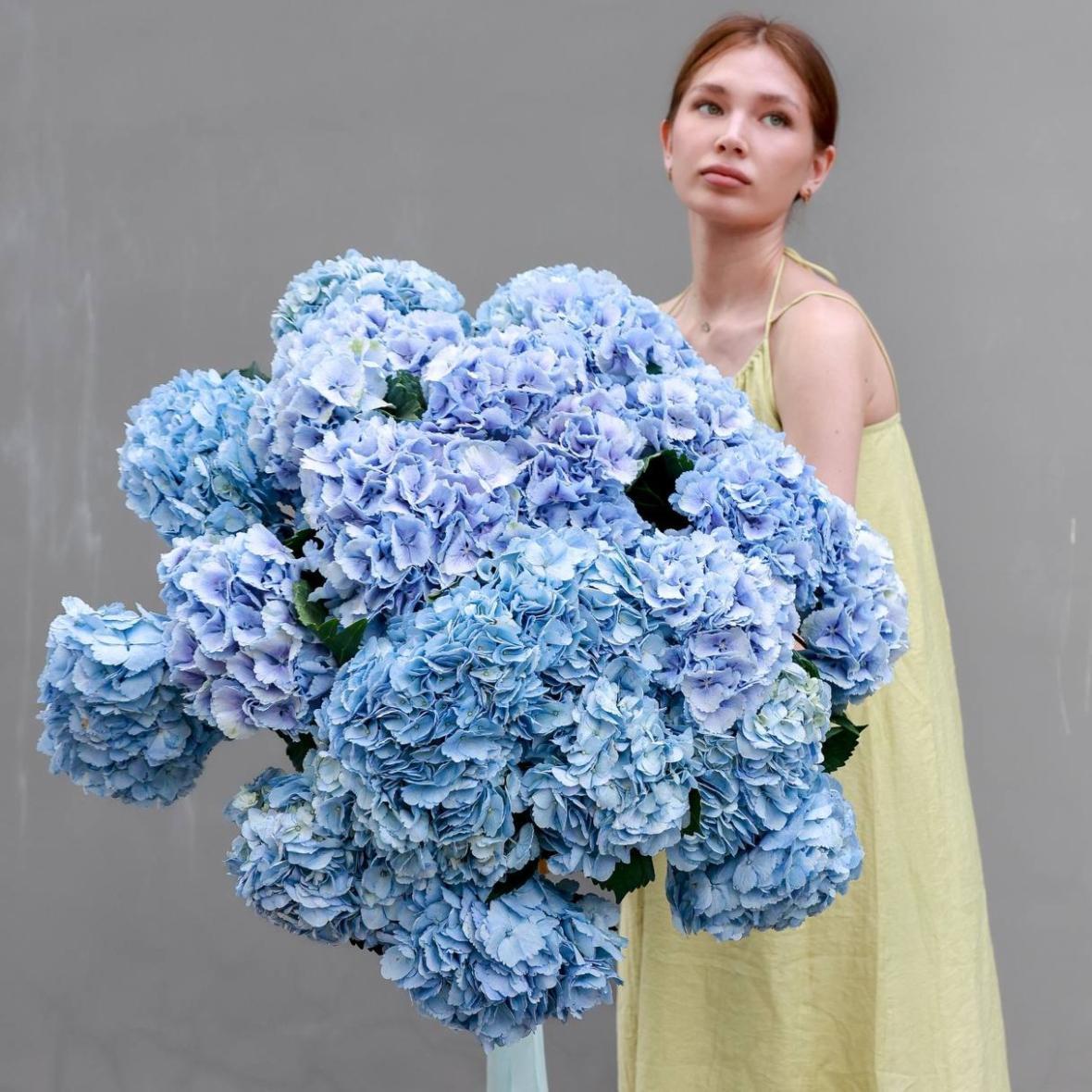 Гортензия Голландия (цена за 1 шт)