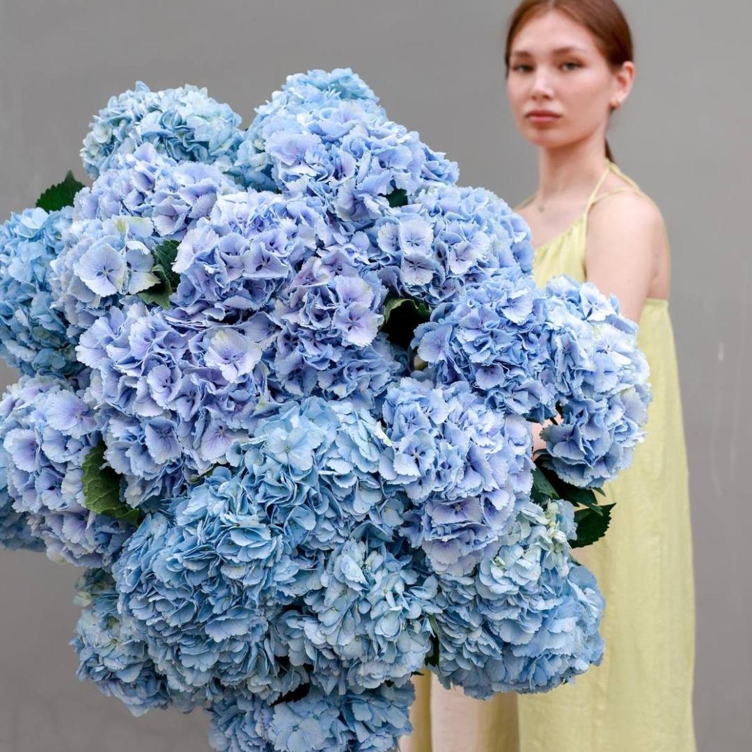 Гортензия Голландия (цена за 1 шт)