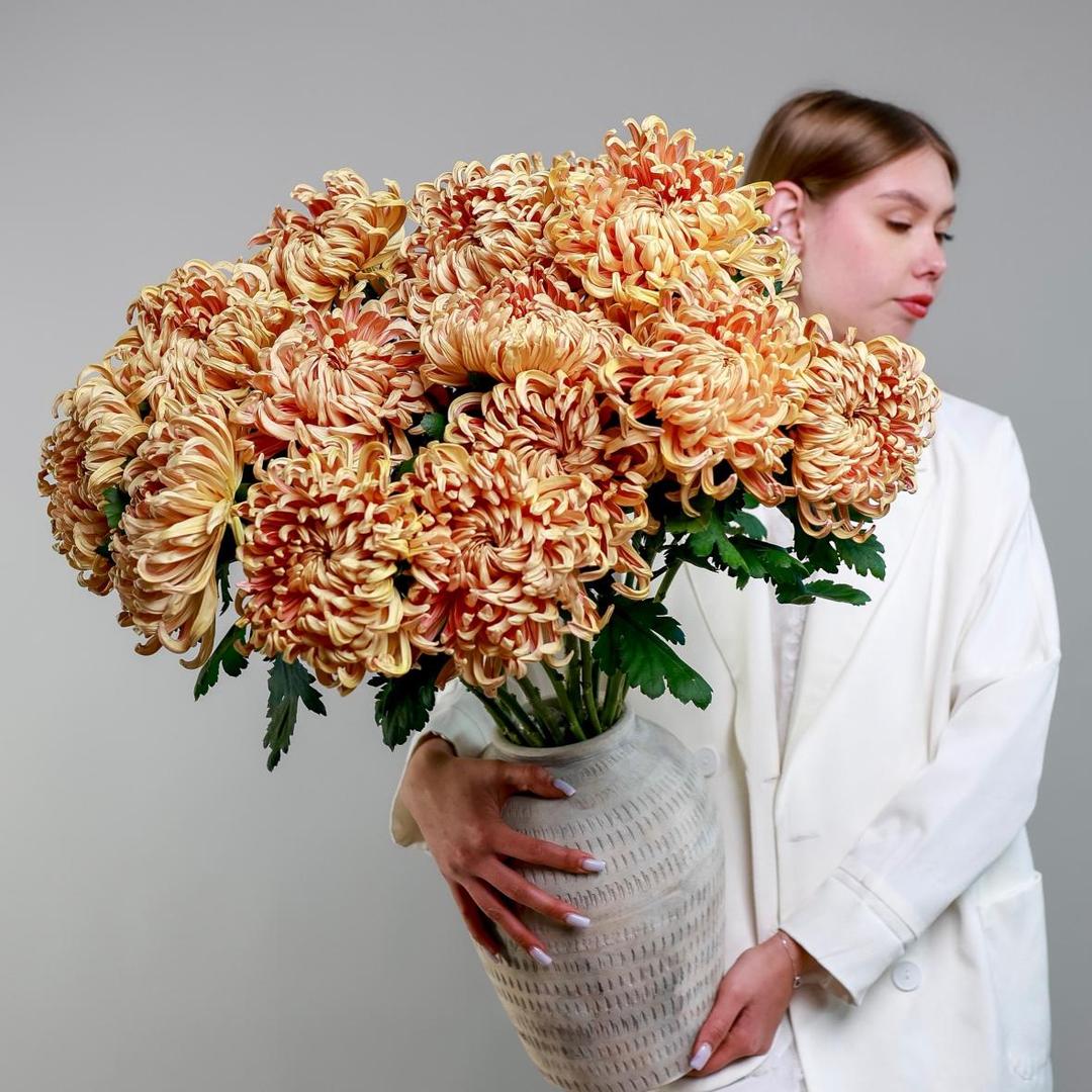 Хризантема Vienna Copper