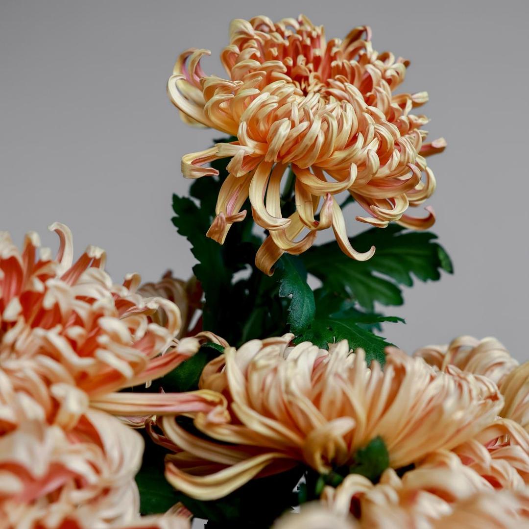 Хризантема Vienna Copper