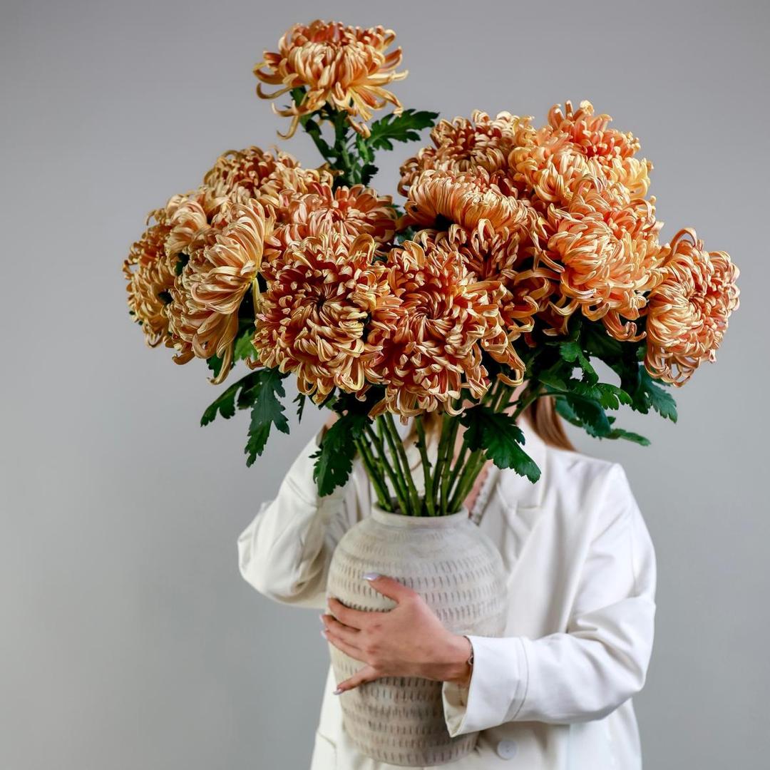 Хризантема Vienna Copper