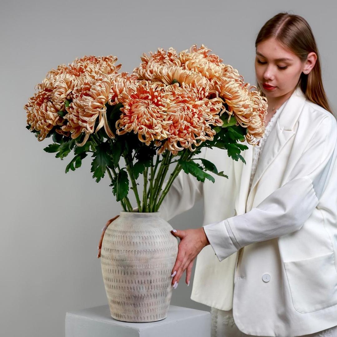 Хризантема Vienna Copper