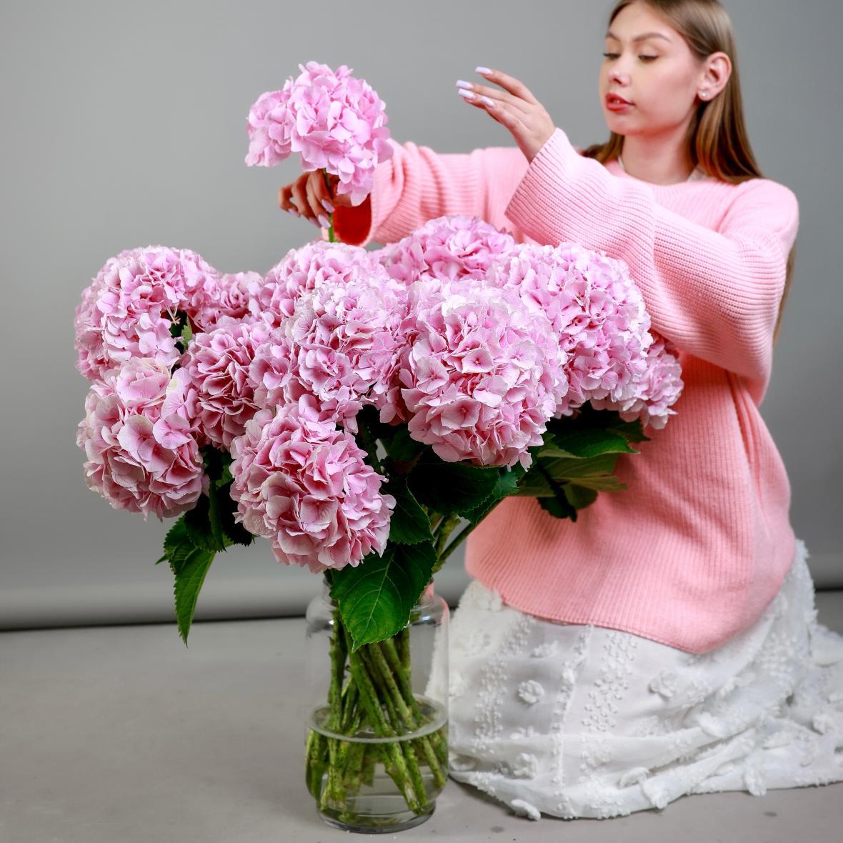 Гортензия Голландия (цена за 1 шт)