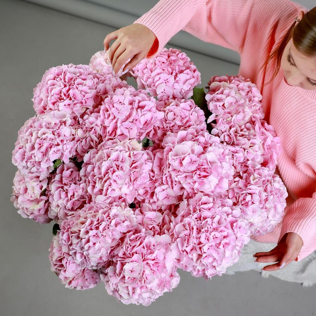 Гортензия Голландия (цена за 1 шт)