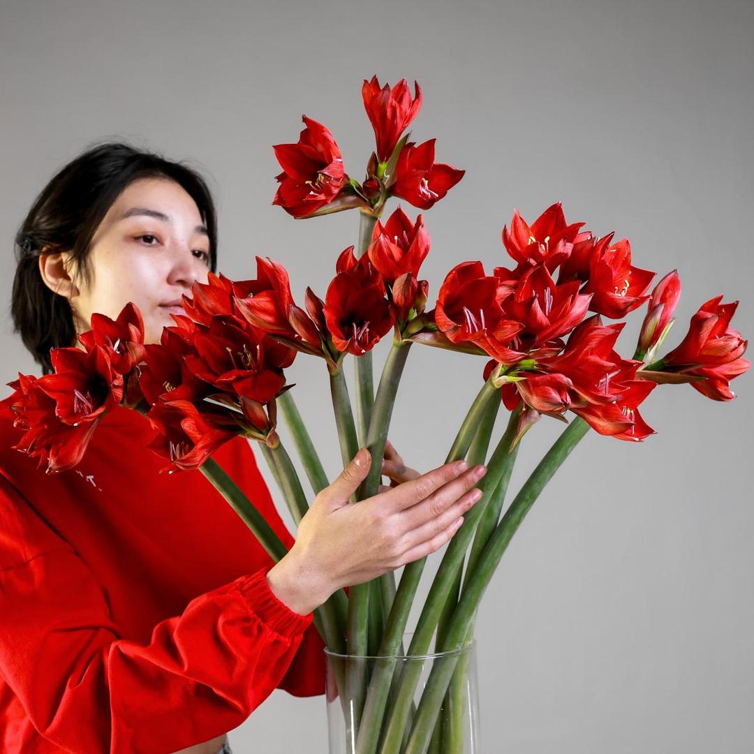 Амариллис RED