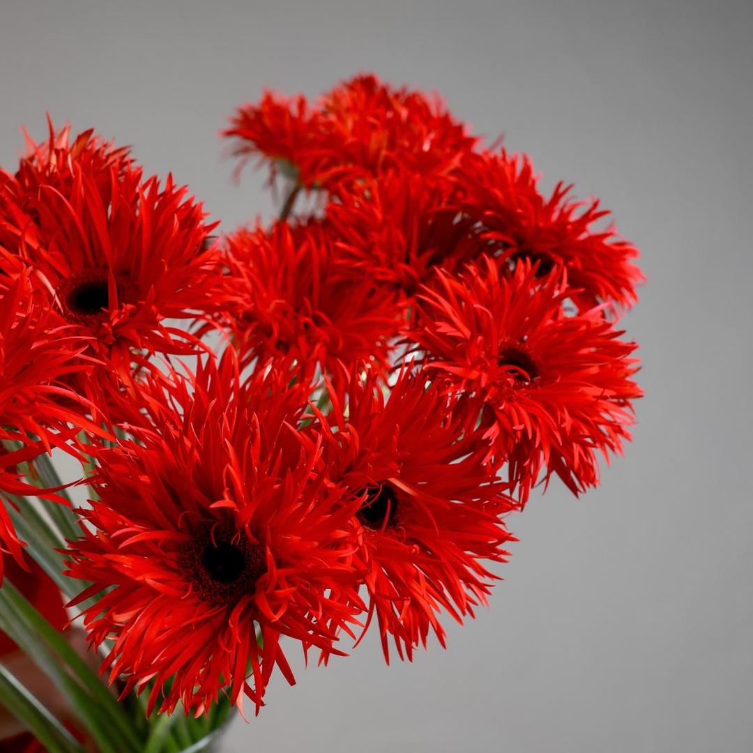 Гербера сортовая RED