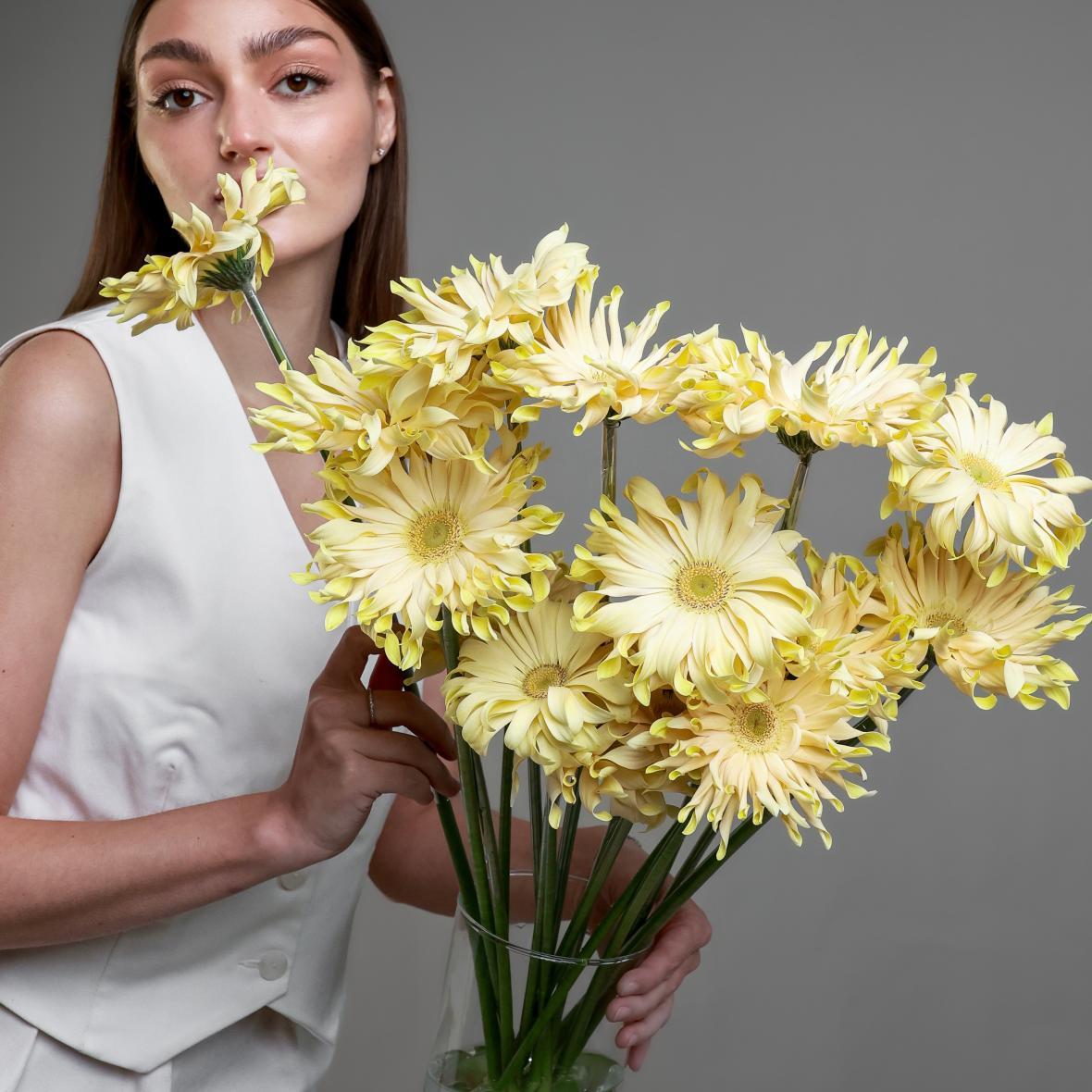 Гербера Pasta