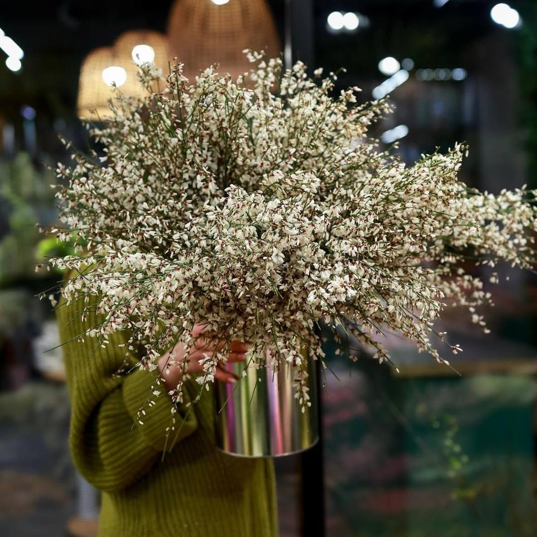 Гениста  (стоимость указана за банч)