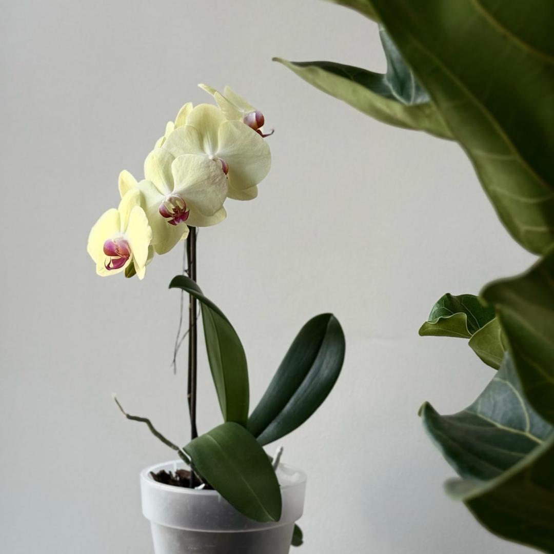 Орхидея Фаленопсис