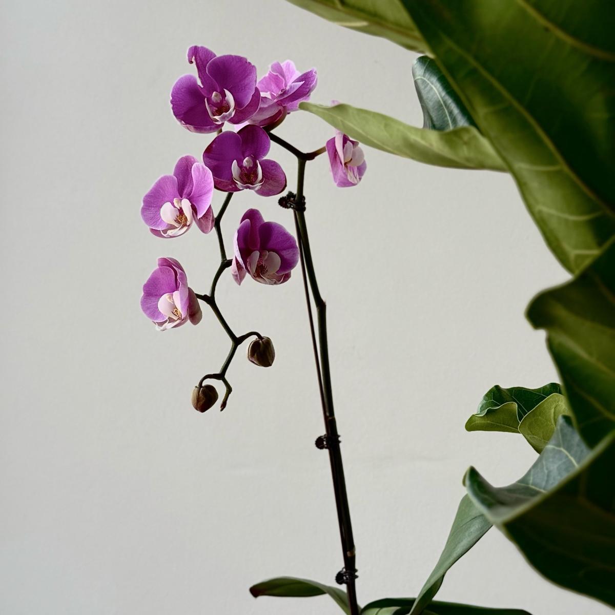 Орхидея Фаленопсис