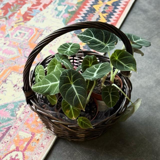 Алоказия Black Swan