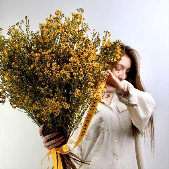 Шамелациум (желтый)