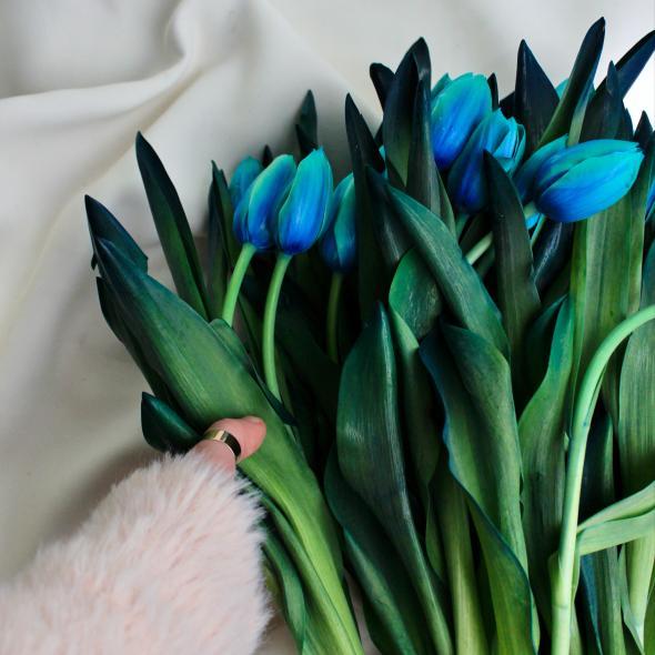 Тюльпан крашеный