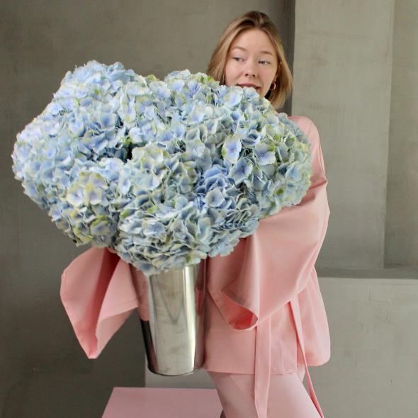 Гортензия Голландия (цена за 1 шт)