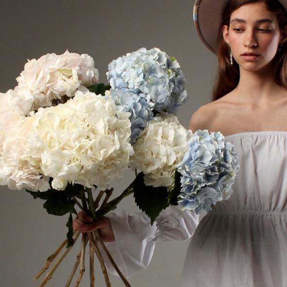 Гортензия Голландия (цена за 1 шт)