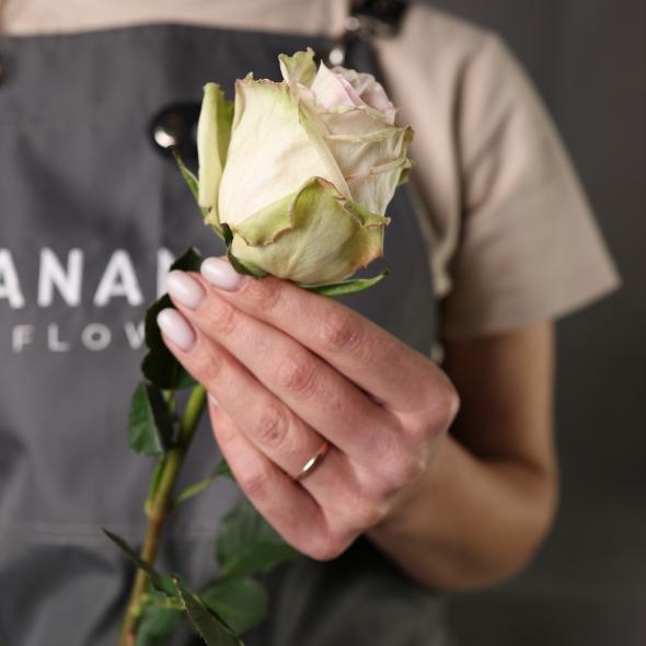 Рубашка у роз: естественная защита цветка