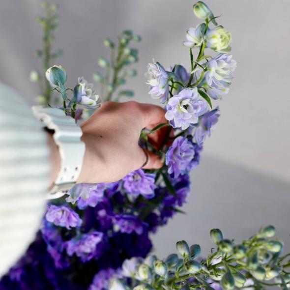 Дельфиниум