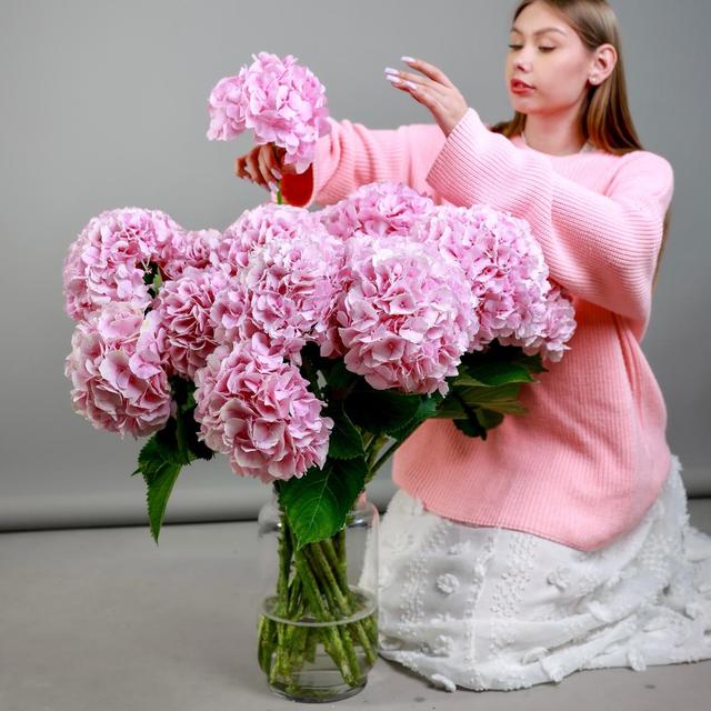 Гортензия Голландия (цена за 1 шт)