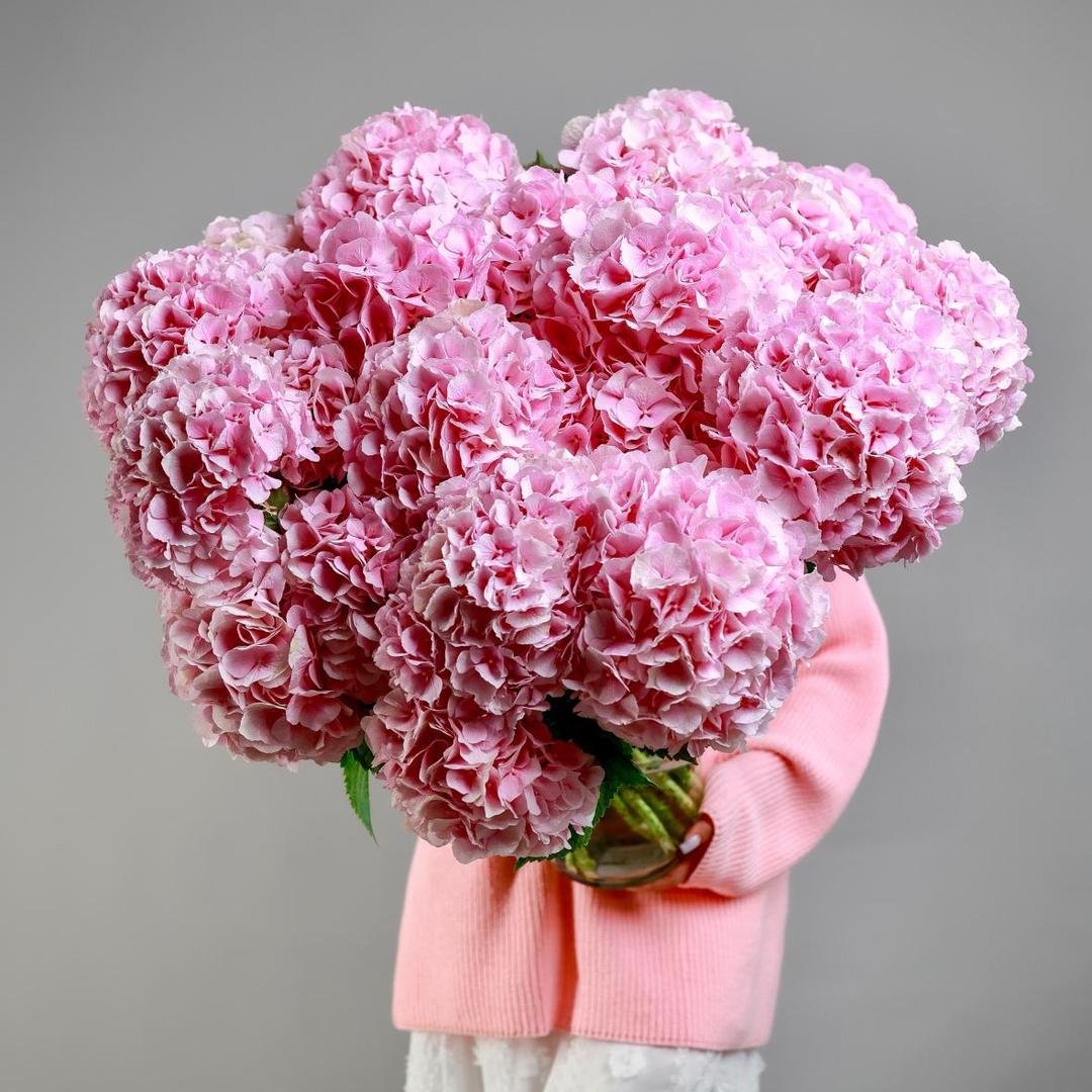 Гортензия Голландия (цена за 1 шт)