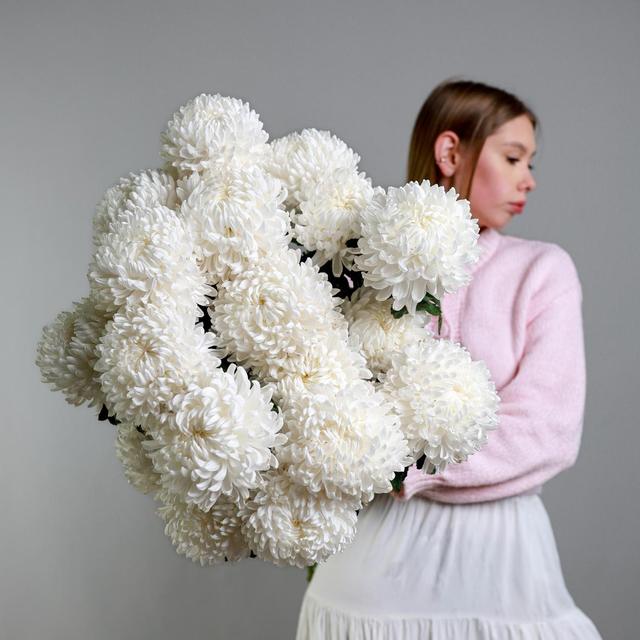 Хризантема Antonov