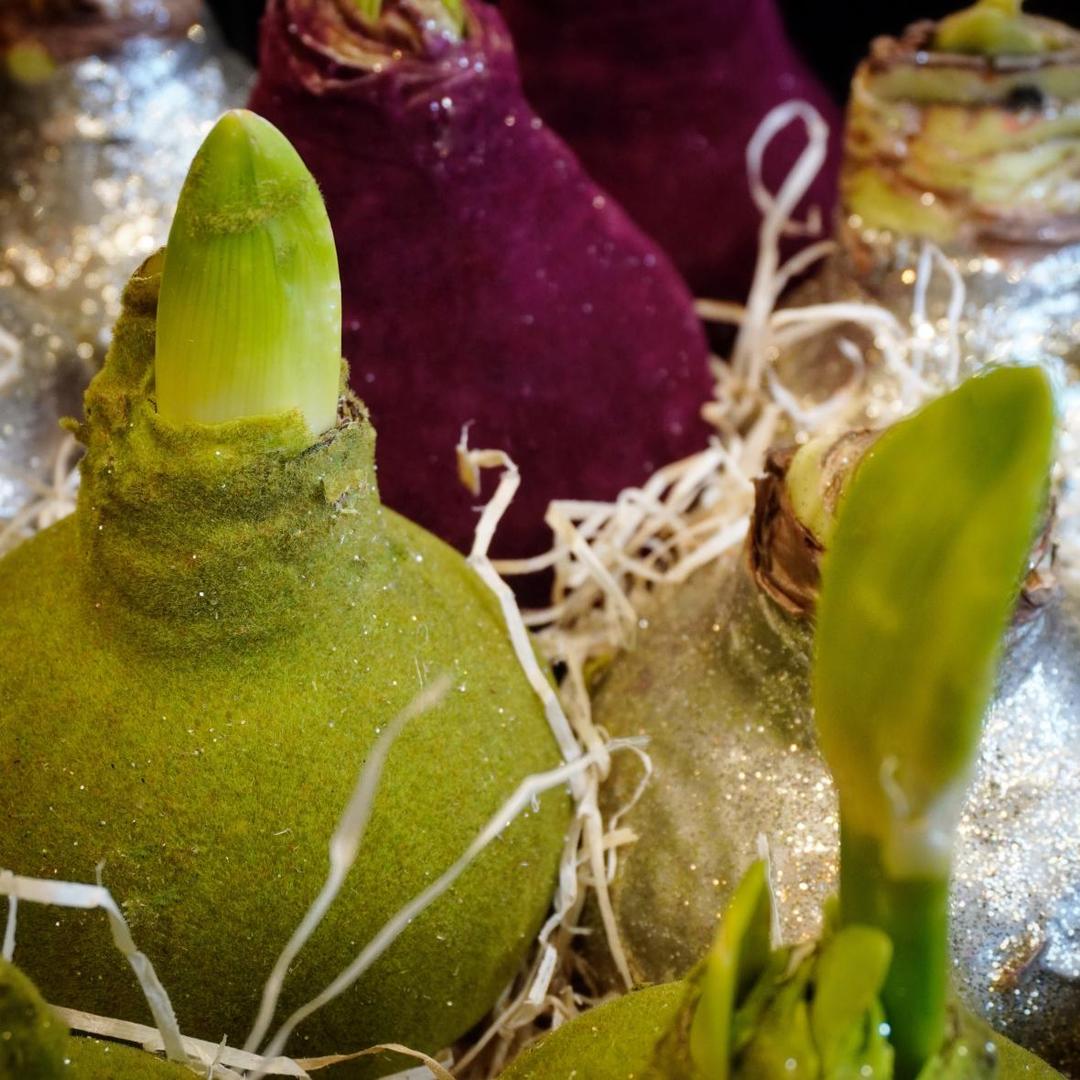 Амариллис луковица