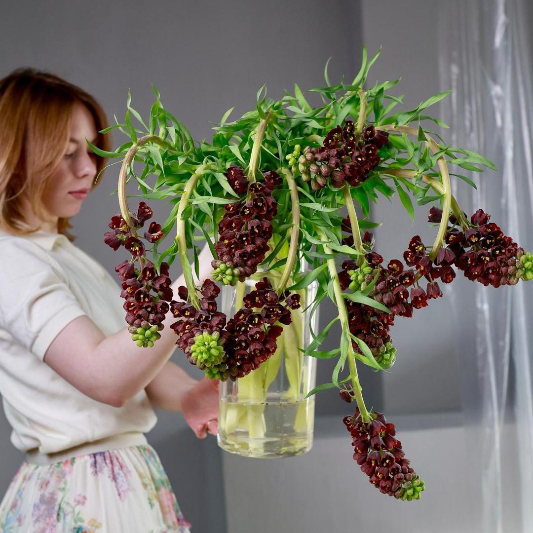 Фритиллярия Persica