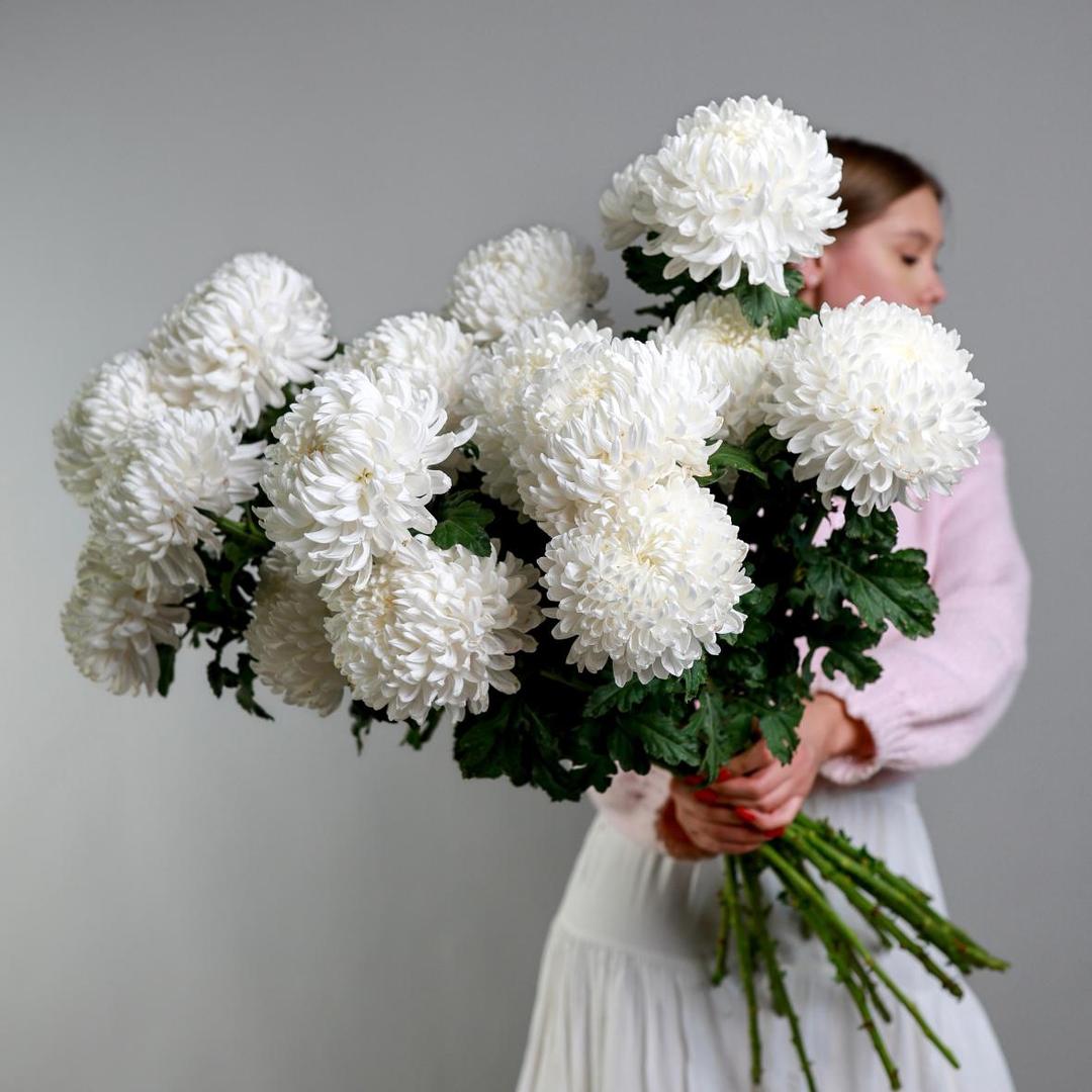 Хризантема Рибонет