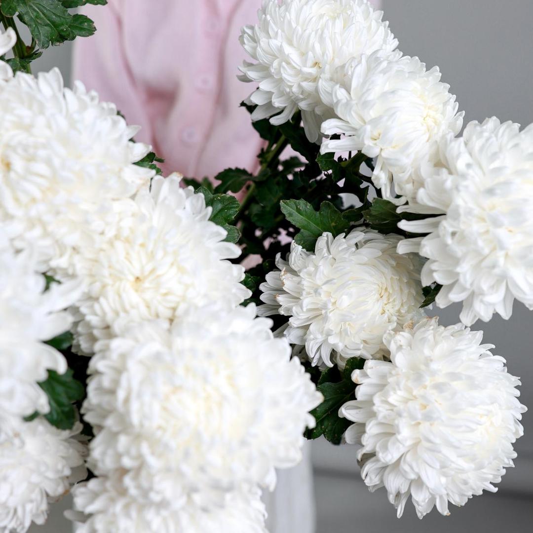 Хризантема Рибонет