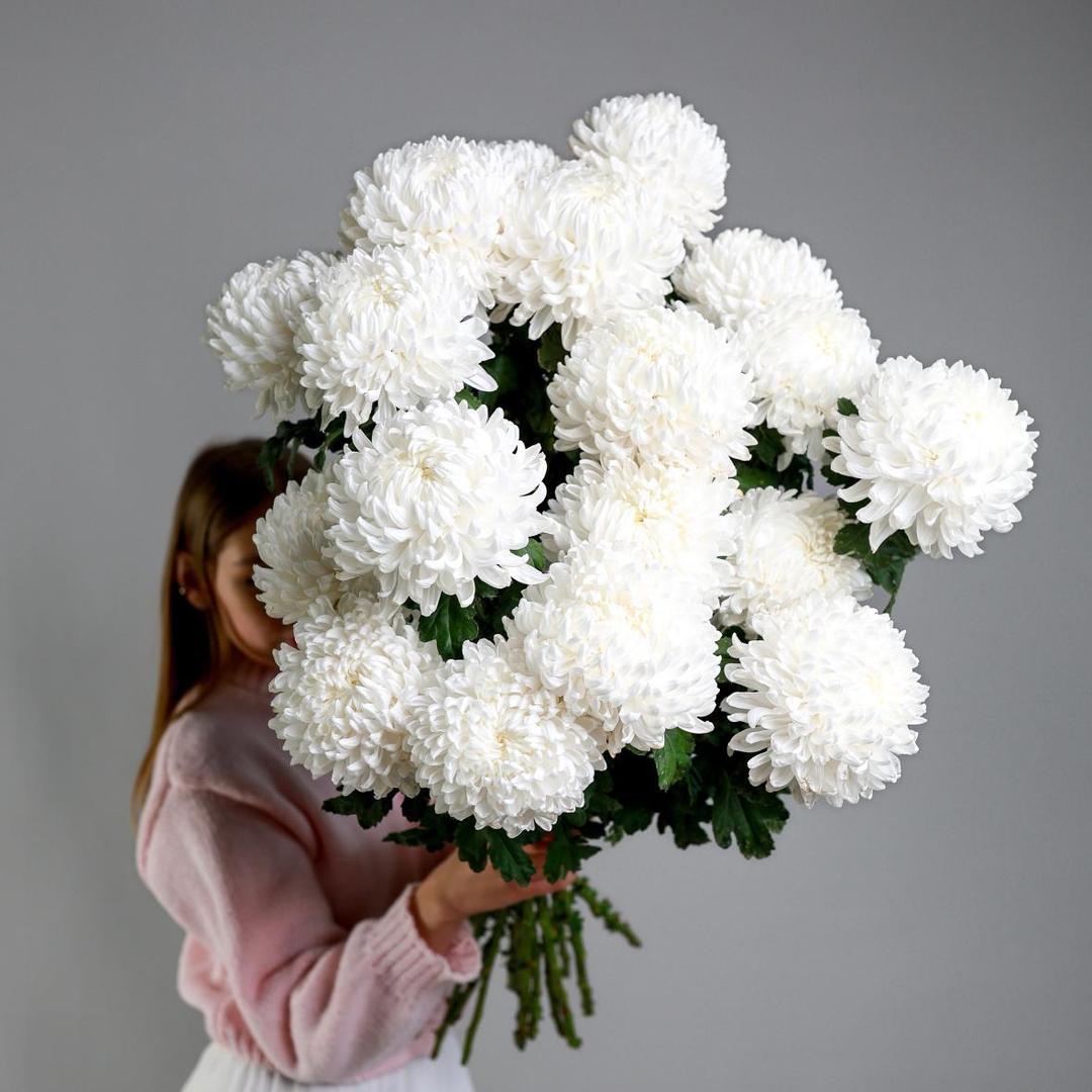 Хризантема Рибонет