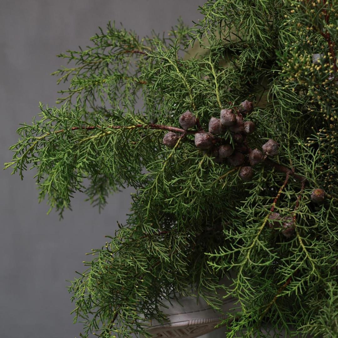 Кипарис (стоимость указана за банч)