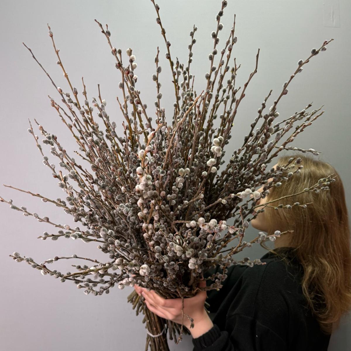 Ветки вербы