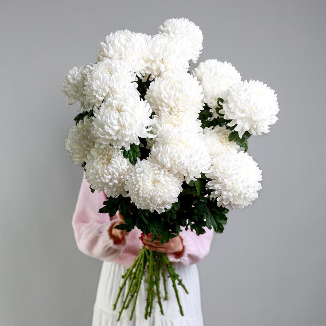 Хризантема Antonov