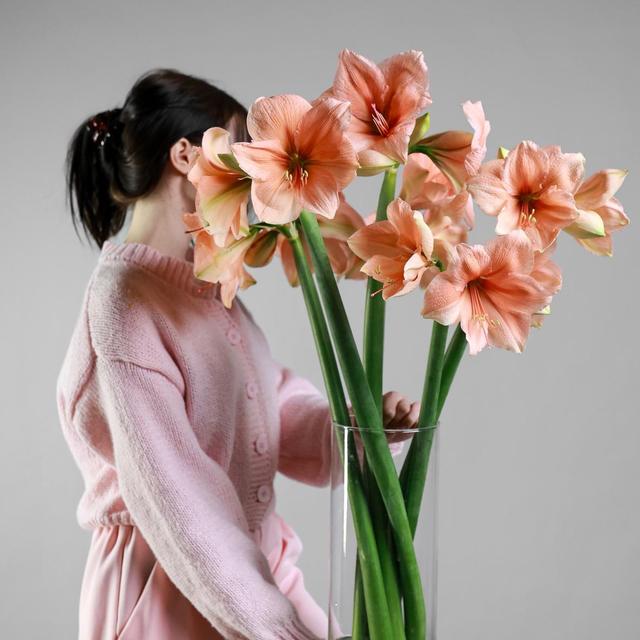 Амариллис Амариллис