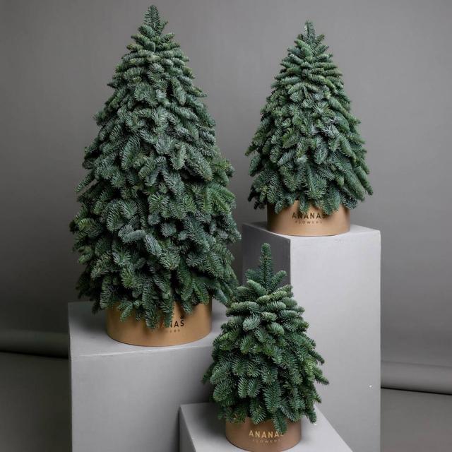 Елки из нобилиса Елки из нобилиса